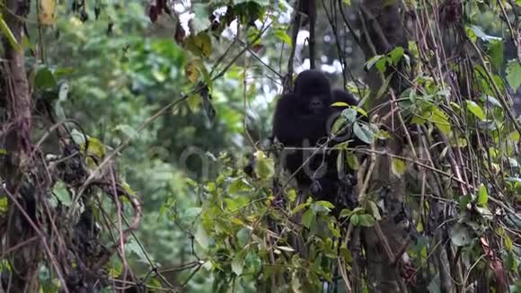 一只小大猩猩坐在树上咀嚼植物视频的预览图