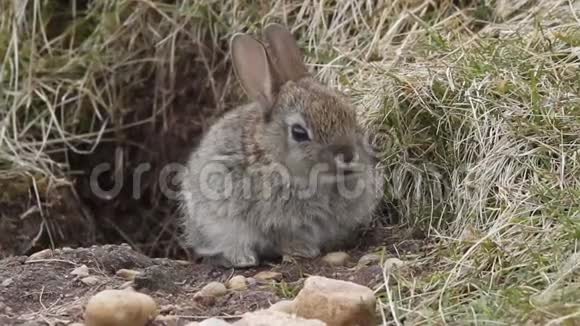 一只可爱的野兔宝宝坐在苏格兰洞穴的入口处视频的预览图