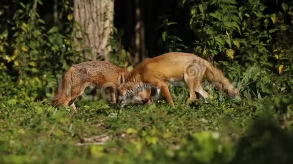 两只华丽的野生红狐火狐在一片树林边缘的田野里觅食视频的预览图