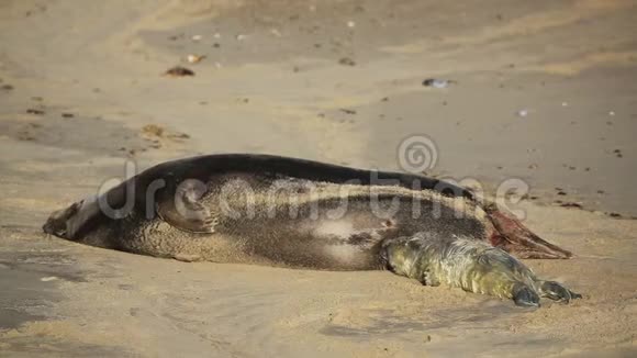 一只新出生的灰海豹幼崽哈利丘鲁斯格里普斯躺在沙滩上从它安息的母亲那里得到了它的第一次食物视频的预览图