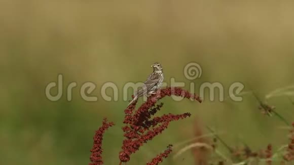 一种令人叹为观止的草甸皮蕨类植物栖息在一种阔叶坞植物上喙中有一只蚱蜢来喂养它的宝贝视频的预览图