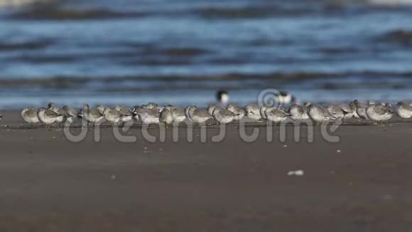 在诺福克海滩的海岸线上休息和捕食的一群结卡立德里斯视频的预览图