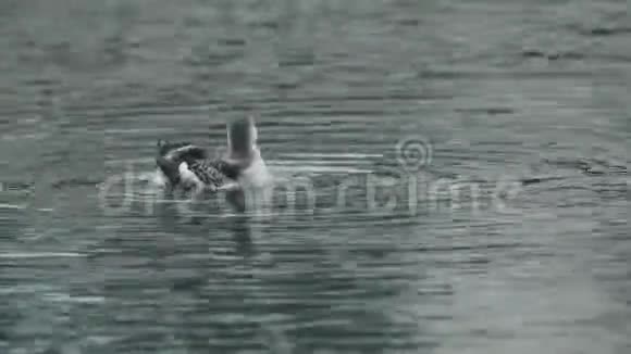 一只黑色的古勒莫特塞普胡斯盖勒在冬天的羽毛里游泳在海里预演视频的预览图