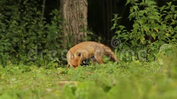 一只可爱的野生红狐狸外阴和喜鹊在林地边缘觅食视频的预览图