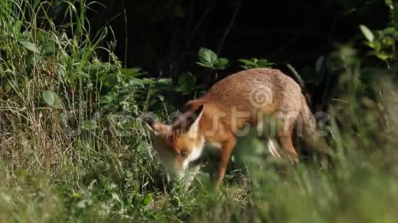 两只年轻的野生红狐狸外阴正在他们的巢穴入口喂食视频的预览图