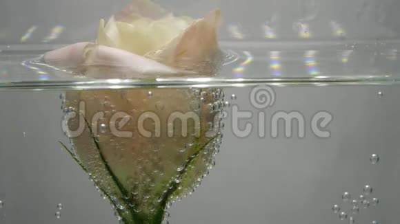 新鲜柔软的奶油色上面覆盖着气泡里面是冷的清澈的水纯净液中的可爱花关闭视频的预览图