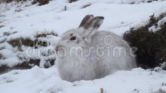 在苏格兰高地的一场暴风雪中身穿白色冬衣的一只山兔胆小如鼠视频的预览图