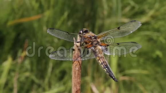一种四斑追逐蜻蜓天秤座四叉戟在一种植物茎上飞行寻找昆虫吃视频的预览图