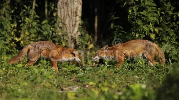 两只雄壮的野红狐狸外阴外阴面对面地在一片树林的边缘喂食他们互相对视视频的预览图