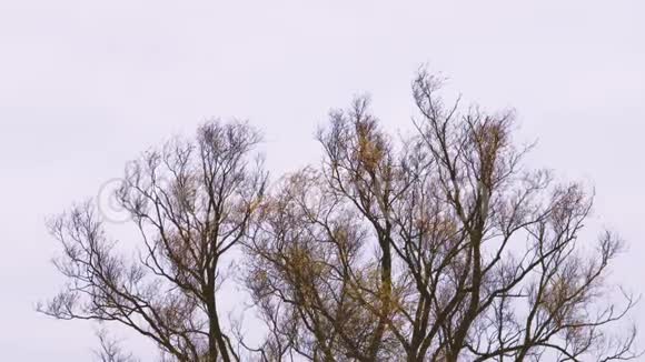 光秃秃的大树冠在风中微微摇曳视频的预览图