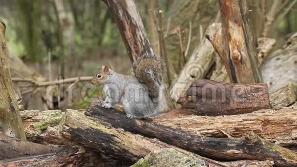 一只可爱的灰松鼠卡罗林松在英国的林地寻找食物视频的预览图