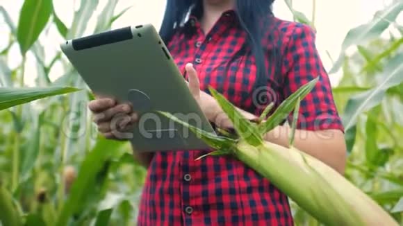 女孩农民一个红脖子与平板研究科学玉米COBS智能农业数字平板农业概念女性视频的预览图