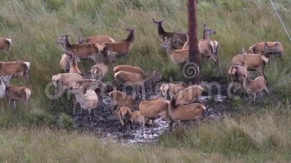 一只雄壮的红鹿鹿鹿在高地的车辙季节前鹿鹿在泥泞的水中徜徉视频的预览图