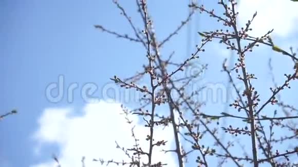 迎着太阳的春树视频的预览图