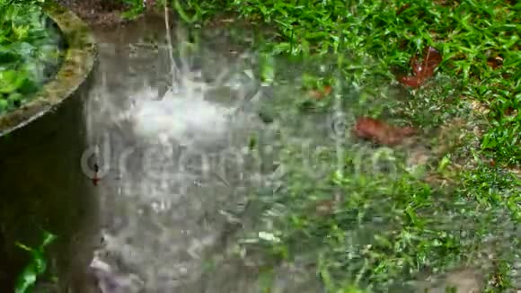热带雨落在地上和草地上的水滴视频的预览图