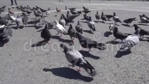鸽子在缓慢运动视频的预览图
