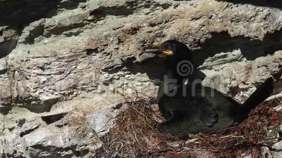 英国苏格兰奥克尼的一个阳光明媚的日子里一只沙格Phalacrocoraxaristotelis坐在高高的悬崖边缘的巢上视频的预览图