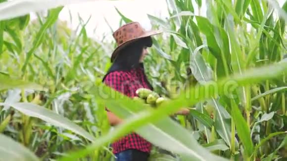 女孩农民一个红脖子收集玉米芯研究科学玉米芯智能农业妇女务农视频的预览图