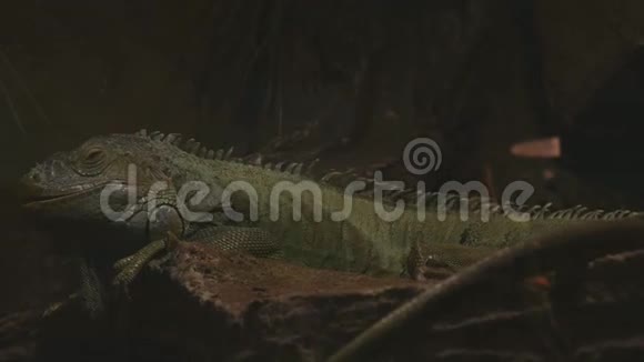 绿鬣蜥平静地躺在沙石上视频的预览图