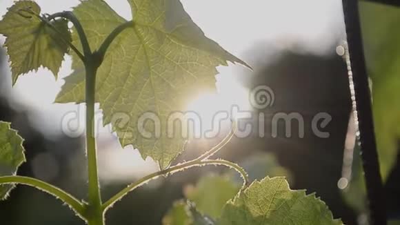 葡萄在阳光下的叶子视频的预览图