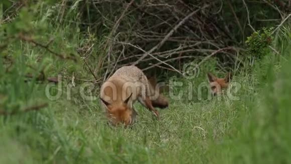 一只雌性红狐狸vulpesvulpes正在她的巢穴入口处进食她的幼崽可以在她的身后看到视频的预览图