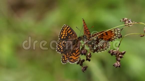 两只表现出罕见的希斯贝里蝴蝶梅利塔阿萨利亚在一个植物的鼻子上他们的翅膀张开视频的预览图