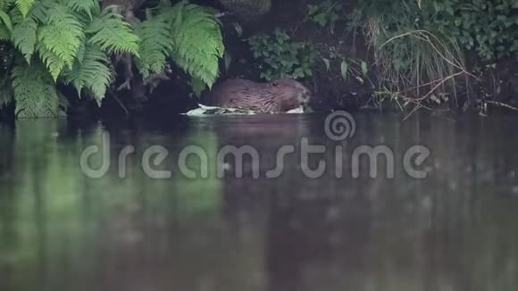 黄昏时分一只野海狸蓖麻坐在河边吃着被飞舞的包围的柳叶视频的预览图