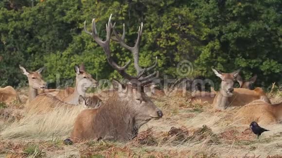 一群雄壮的红鹿一只雄鹿它的雌鹿在草丛中休息被雅各打扫干净视频的预览图