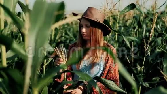 夏天玉米地上的女农民戴帽子的女农学家检查一只小耳朵的玉米农产品种植奥视频的预览图