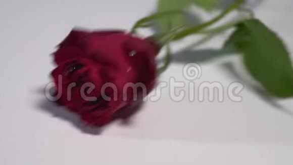 两朵红玫瑰落在白色的表面视频的预览图