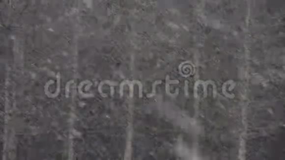 森林里的暴风雪视频的预览图