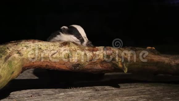 一只美丽的獾梅莱斯在夜间在苏格兰高地的一根原木上觅食视频的预览图