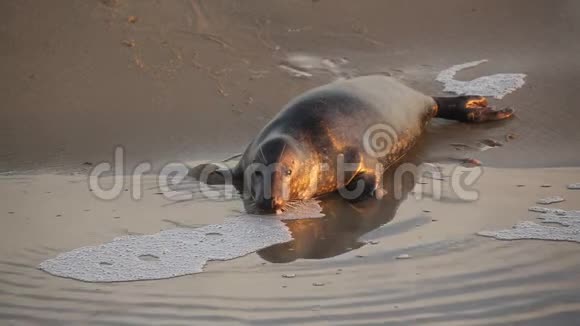 在英国诺福克的霍西日出时一个休息的灰色海豹哈利科勒斯格里普斯躺在海岸线上视频的预览图