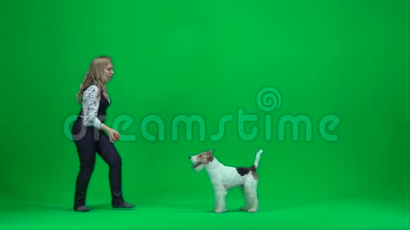 驯兽师女人带着狐狸猎犬绿色屏幕视频的预览图