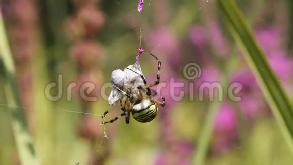 一只美丽的黄蜂蜘蛛阿乔普布鲁恩尼奇包着一只刚刚被捕捉到的昆虫视频的预览图