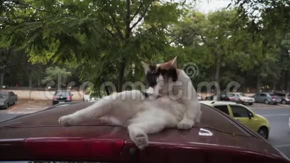 在户外混合色的猫通过抬起它躺在车顶上的爪子来清洁自己视频的预览图