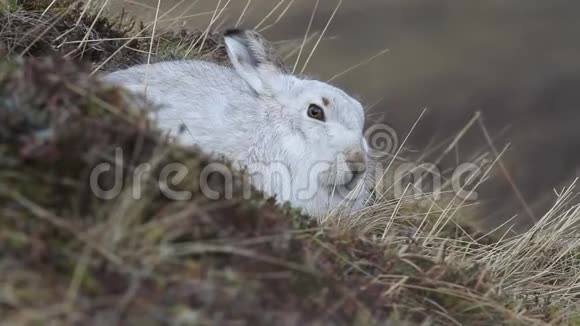 一只美丽的山兔莱普斯胆小在苏格兰高地的山上穿着白色的冬衣视频的预览图