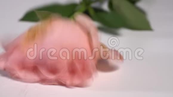 一朵粉红色的玫瑰飘落在白色的表面溅起露水视频的预览图