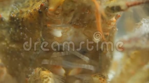 河癌特写甲壳动物的口腔和呼吸部分巨大的水下怪物视频的预览图
