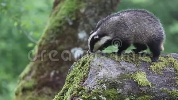 一只美丽的獾梅莱斯在黄昏时分在苏格兰高地的一块大石头上觅食视频的预览图