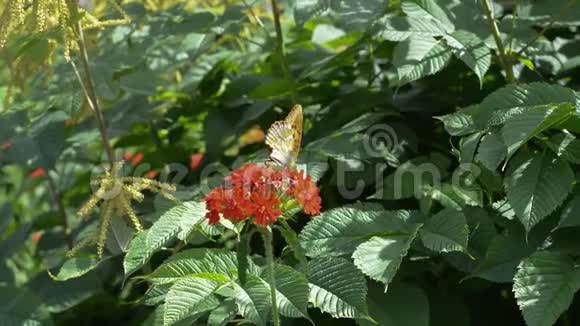 蝴蝶在一朵红花上视频的预览图