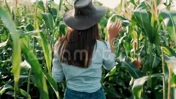 戴着帽子的年轻农民女孩在玉米地上在阳光下穿过高高的玉米秸秆农产品种植奥视频的预览图