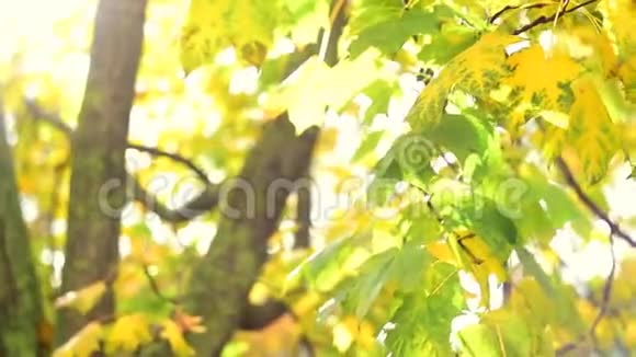 太阳从枫树的树枝上照出来视频的预览图