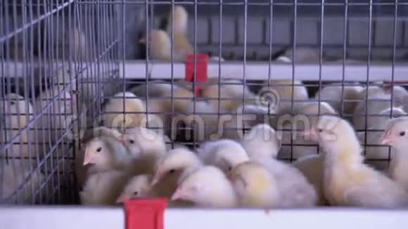 关闭家禽养殖场视频的预览图