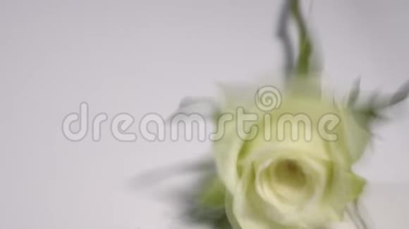 一朵白色的玫瑰飘落在白色的表面溅起露水视频的预览图