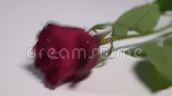 一朵红玫瑰落在白色的表面视频的预览图