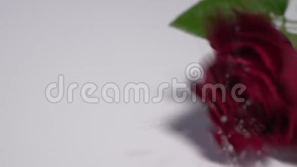 一朵红玫瑰飘落在白色的表面溅起露水视频的预览图