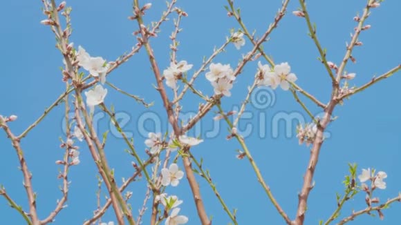 杏树枝上的白花春天的蜜蜂授粉视频的预览图
