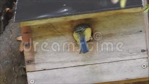 英国蓝雀鸟在树上准备筑巢箱以饲养一家雏鸟视频的预览图