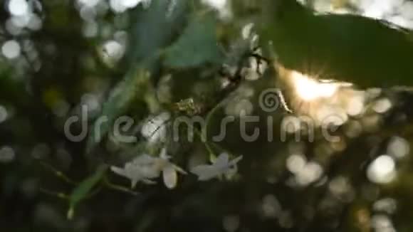 野水梅花白花挂在枝头随风吹拂夕阳西下视频的预览图